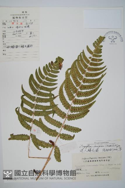 迷人鱗毛蕨、異蓋鱗毛蕨藏品圖，第1張