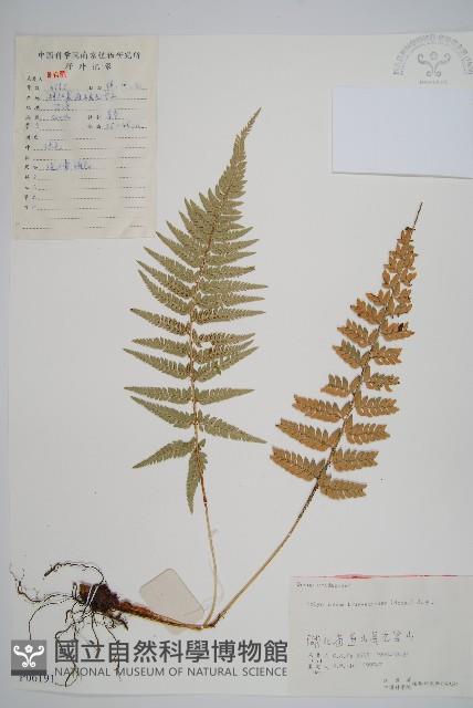 馬祖耳蕨藏品圖，第1張
