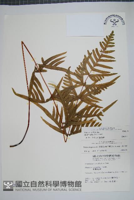 疏羽半邊旗藏品圖，第1張