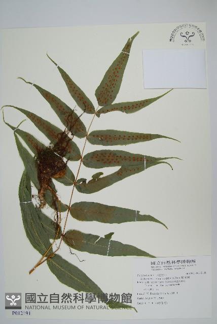 肢節蕨藏品圖，第1張