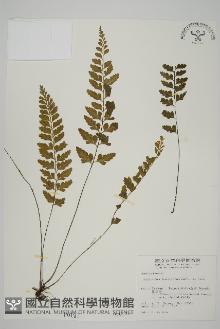 裂葉鐵角蕨藏品圖，第1張