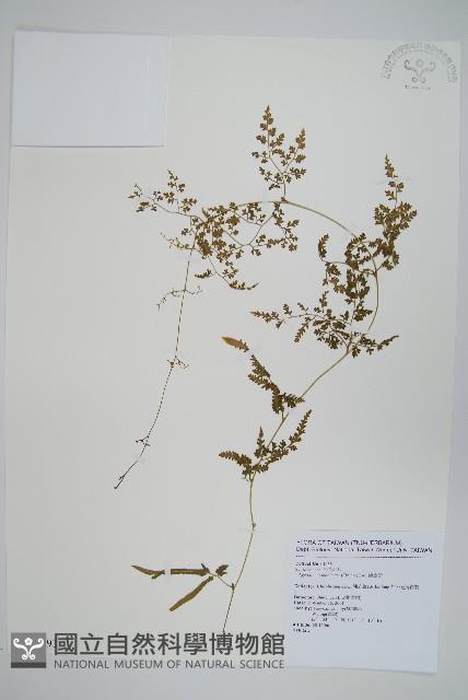 海金沙藏品圖，第1張