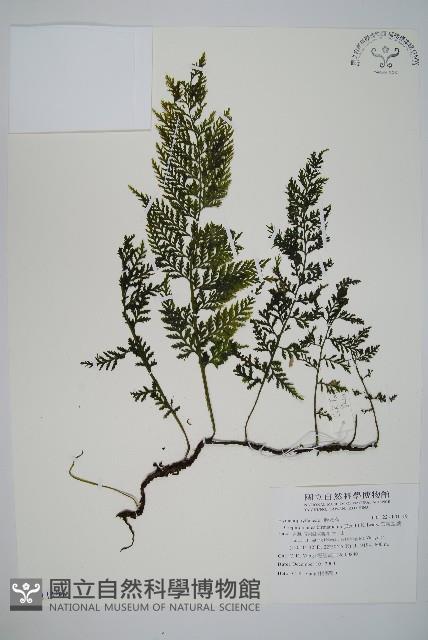 華東瓶蕨藏品圖，第1張