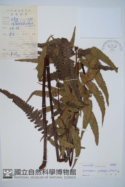 黑桫蕨藏品圖，第1張