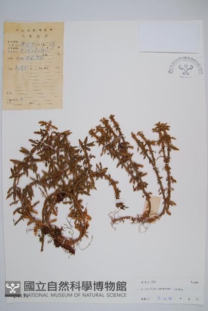 千層塔藏品圖，第1張