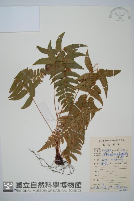 迷人鱗毛蕨、異蓋鱗毛蕨藏品圖，第1張