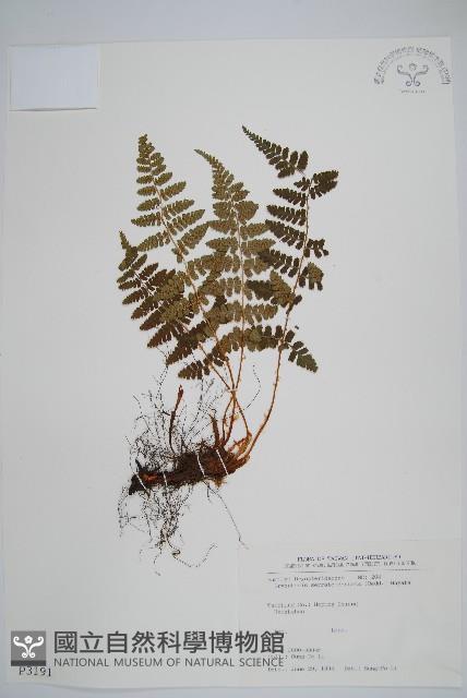 鋸齒葉鱗毛蕨藏品圖，第1張