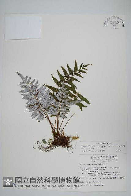 台灣瘤足蕨藏品圖，第1張