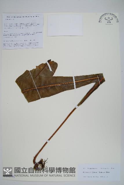 大星蕨藏品圖，第1張