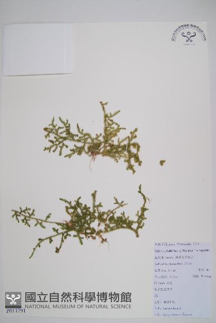 過山龍藏品圖，第1張