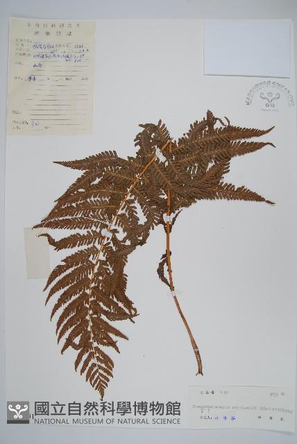假毛蕨藏品圖，第1張