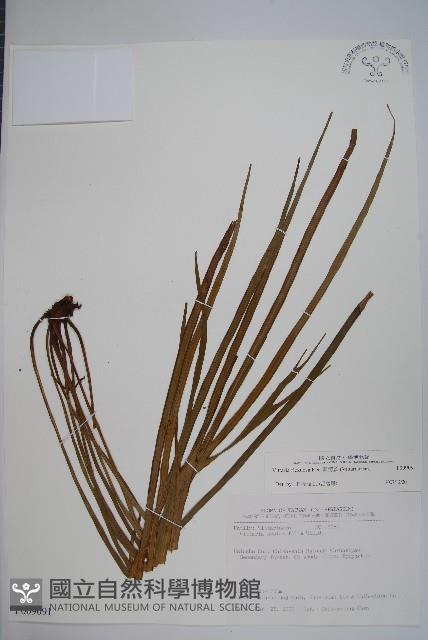 書帶蕨藏品圖，第1張