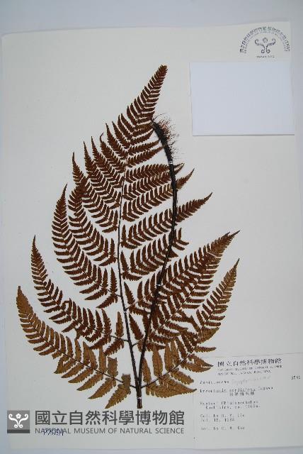 落鱗鱗毛蕨藏品圖，第1張