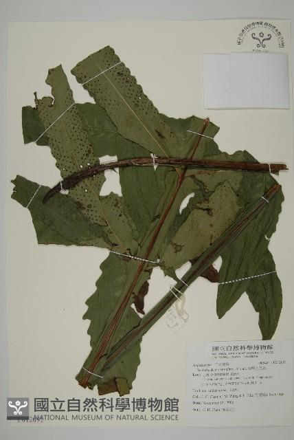 翅柄三叉蕨藏品圖，第1張