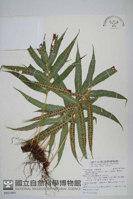 Accession Number:P011091 Collection Image, Figure 1, Total 2 Figures