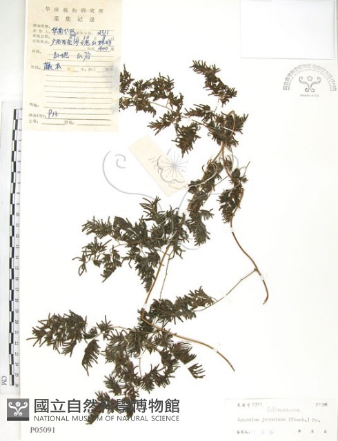 海金沙藏品圖，第1張