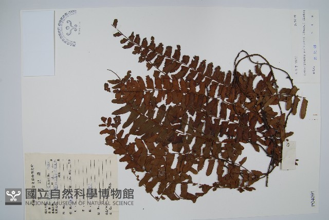 藤蕨藏品圖，第1張