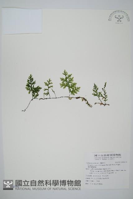 圓唇假脈蕨藏品圖，第1張