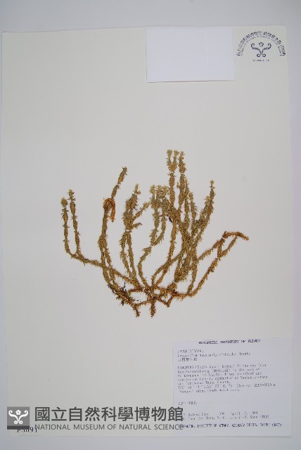 反捲葉石松藏品圖，第1張