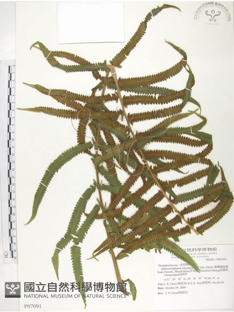 台灣毛蕨、台灣圓腺蕨藏品圖，第1張