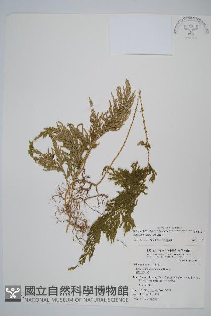 異葉卷柏藏品圖，第1張