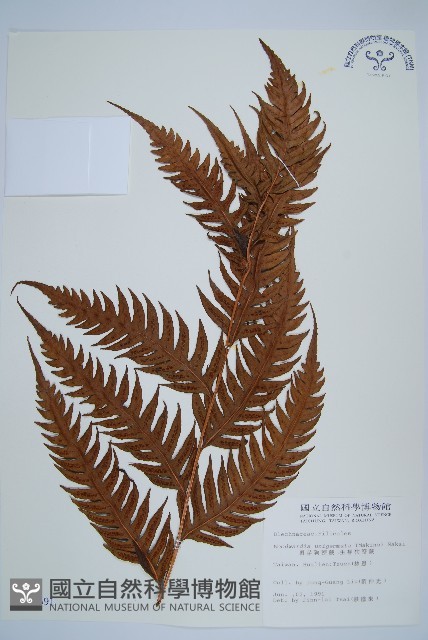 生芽狗脊蕨、頂芽狗脊蕨藏品圖，第1張