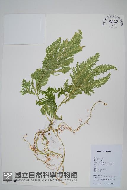 二形卷柏藏品圖，第1張