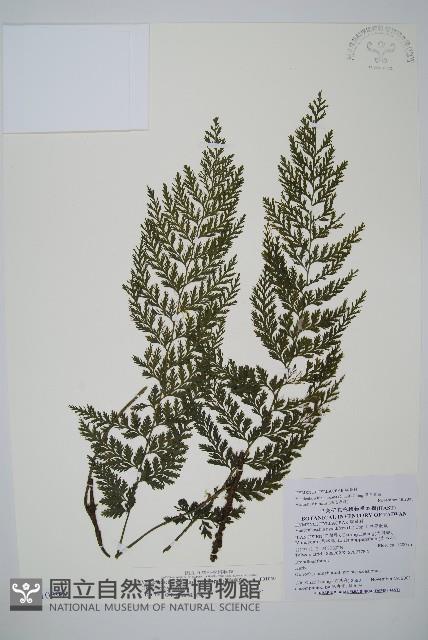 南海瓶蕨藏品圖，第1張