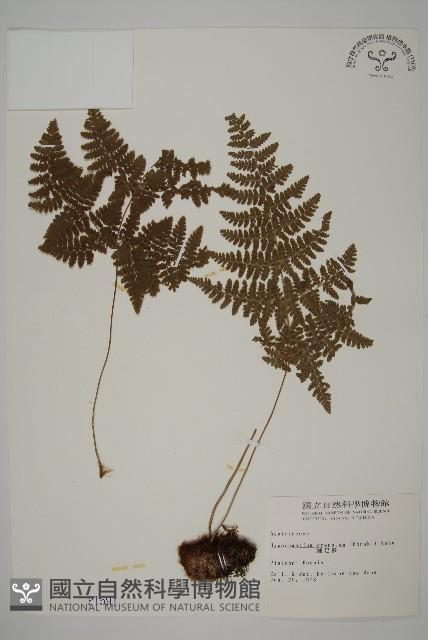 腫足蕨藏品圖，第1張