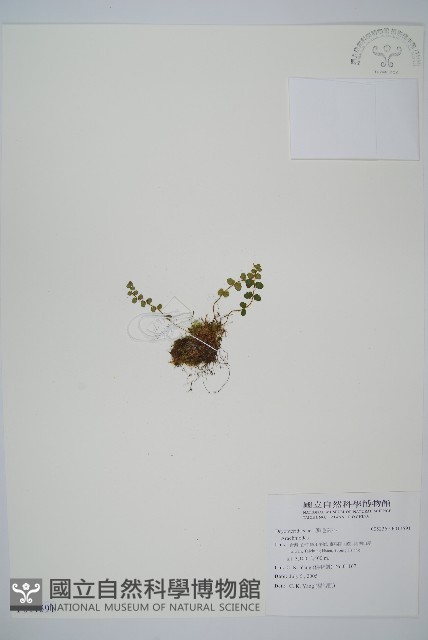 岡本氏岩蕨藏品圖，第1張