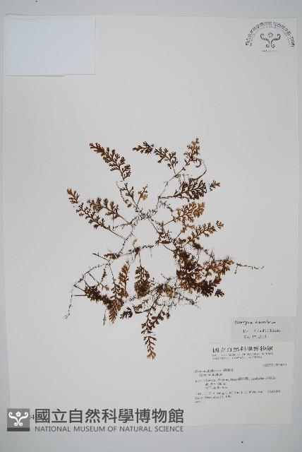 厚壁蕨藏品圖，第1張