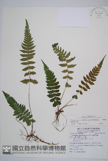 東洋蹄蓋蕨藏品圖，第1張