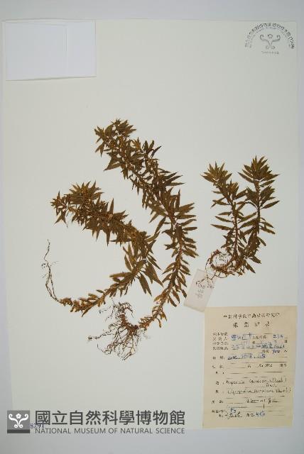 千層塔藏品圖，第1張