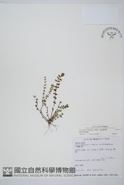 鐵角蕨藏品圖，第1張