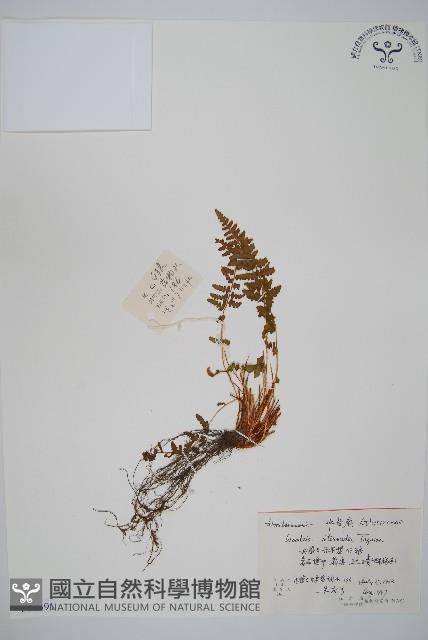 中岩蕨藏品圖，第1張