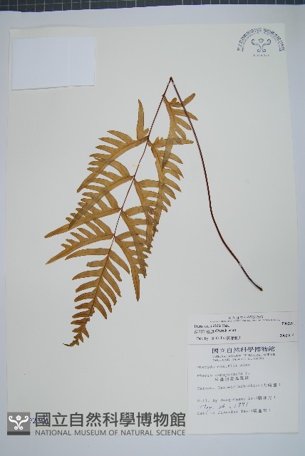 疏羽半邊旗藏品圖，第1張