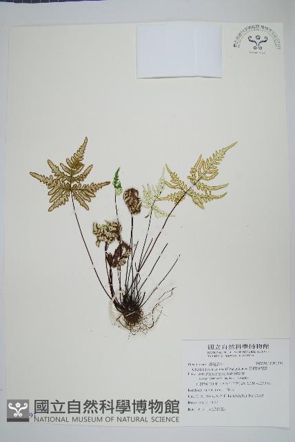 長柄粉背蕨藏品圖，第1張