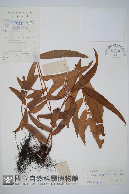 柄葉鱗毛蕨藏品圖，第1張