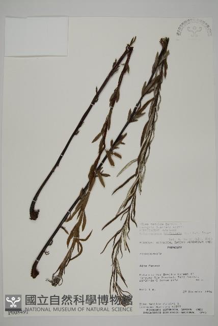 Accession Number:P008491 Collection Image, Figure 1, Total 5 Figures