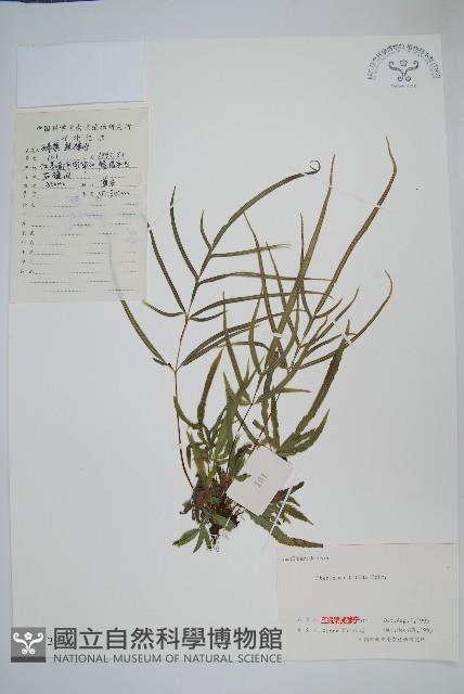 鳳尾蕨藏品圖，第1張