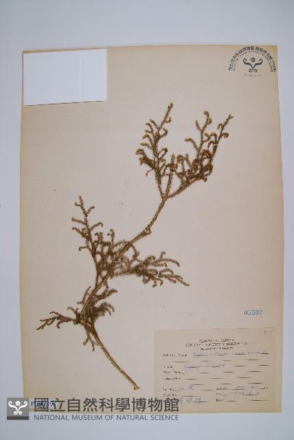 過山龍藏品圖，第1張