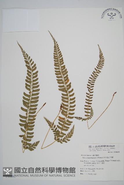 韓氏耳蕨藏品圖，第1張