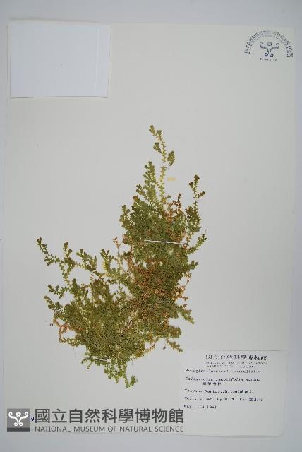 Krauss spikemoss Collection Image, Figure 1, Total 2 Figures