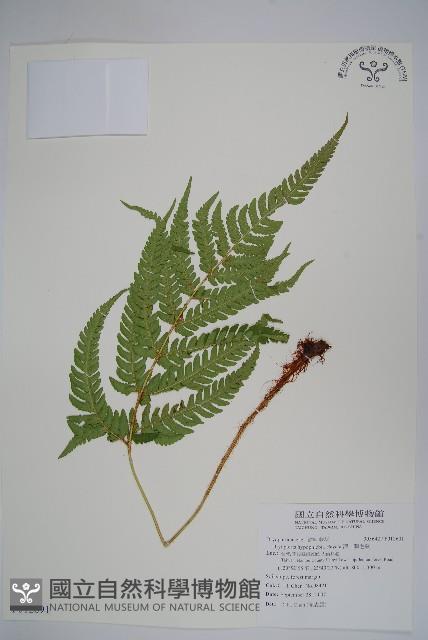 南海鱗毛蕨藏品圖，第1張