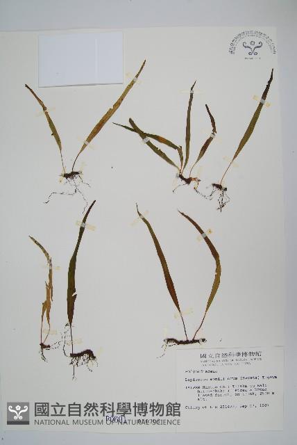 擬芨瓦葦藏品圖，第1張