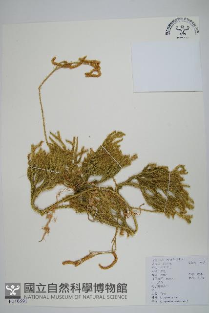 石松藏品圖，第1張