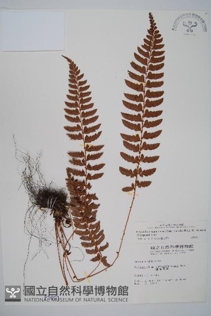 Accession Number:P001691 Collection Image, Figure 1, Total 2 Figures