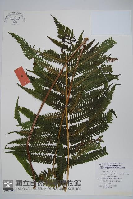 登錄號:P005691藏品圖，第1張