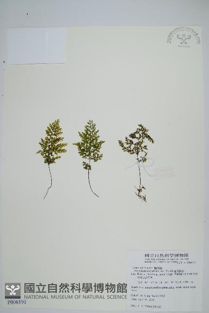 細葉蕗蕨藏品圖，第1張
