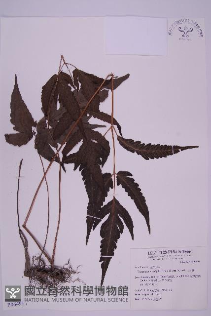 三叉蕨藏品圖，第1張